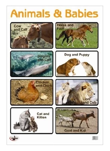 Cute Animals And Their Babies Poster