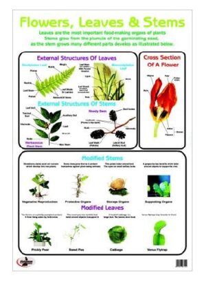 Understand Flowers, Leaves & Stems: Matter Dry Wipe Poster