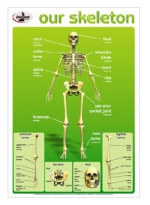 Human Skeleton Write and Wipe Educational Poster
