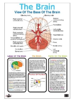 Unlock the Mysteries of the Brain: An Interactive Write & Wipe Educational Poster