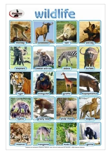 20 Wildlife (Animals) Write & Wipe Educational Poster